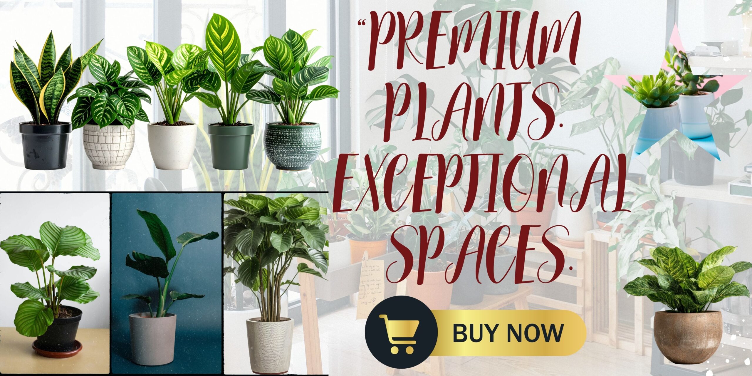 About Murti Nursery Malihabad